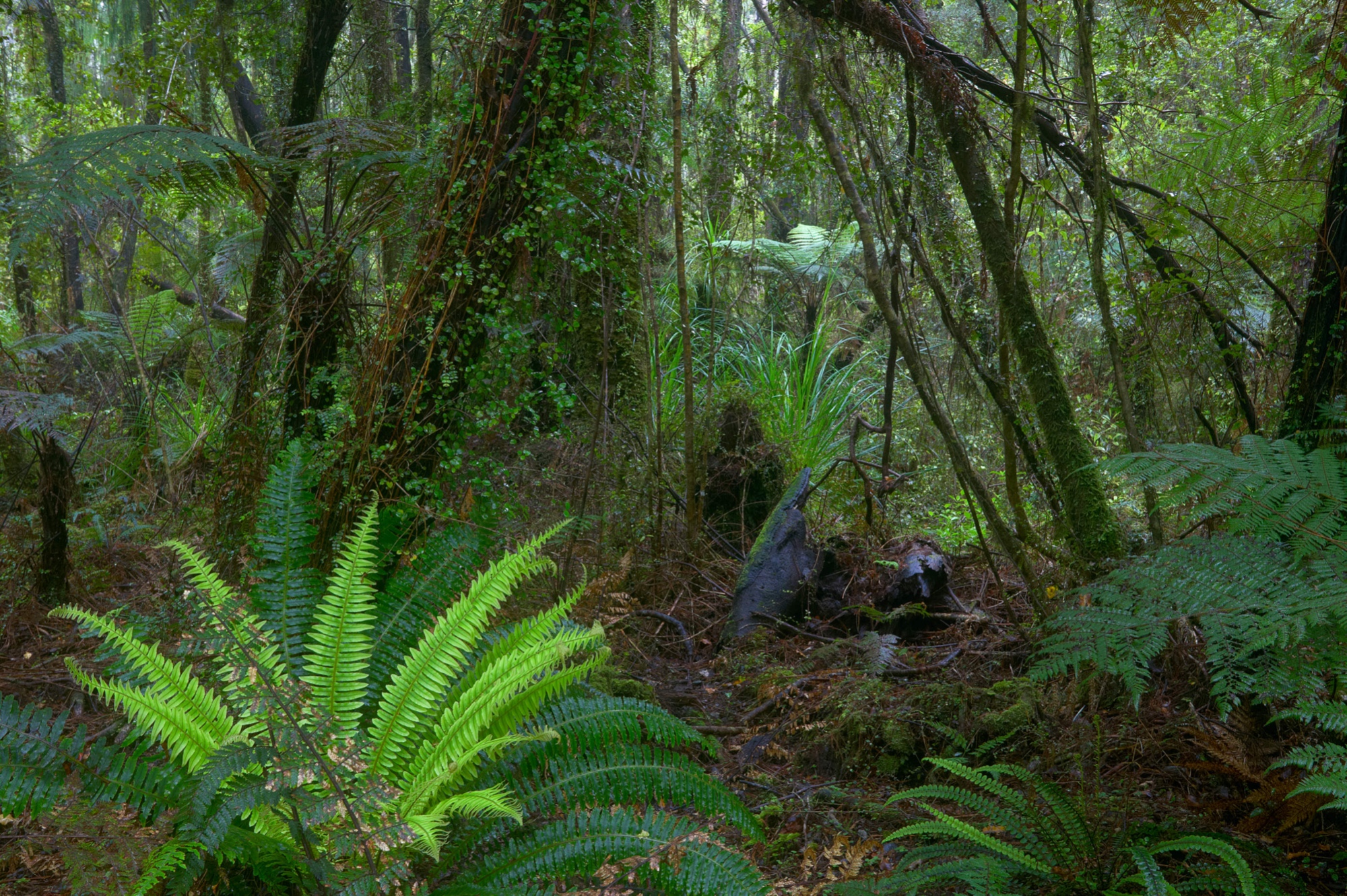 rainforest South Island